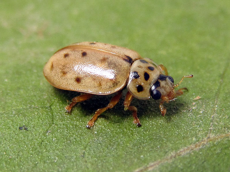 Coccinellidae: Anisosticta novedecimpunctata